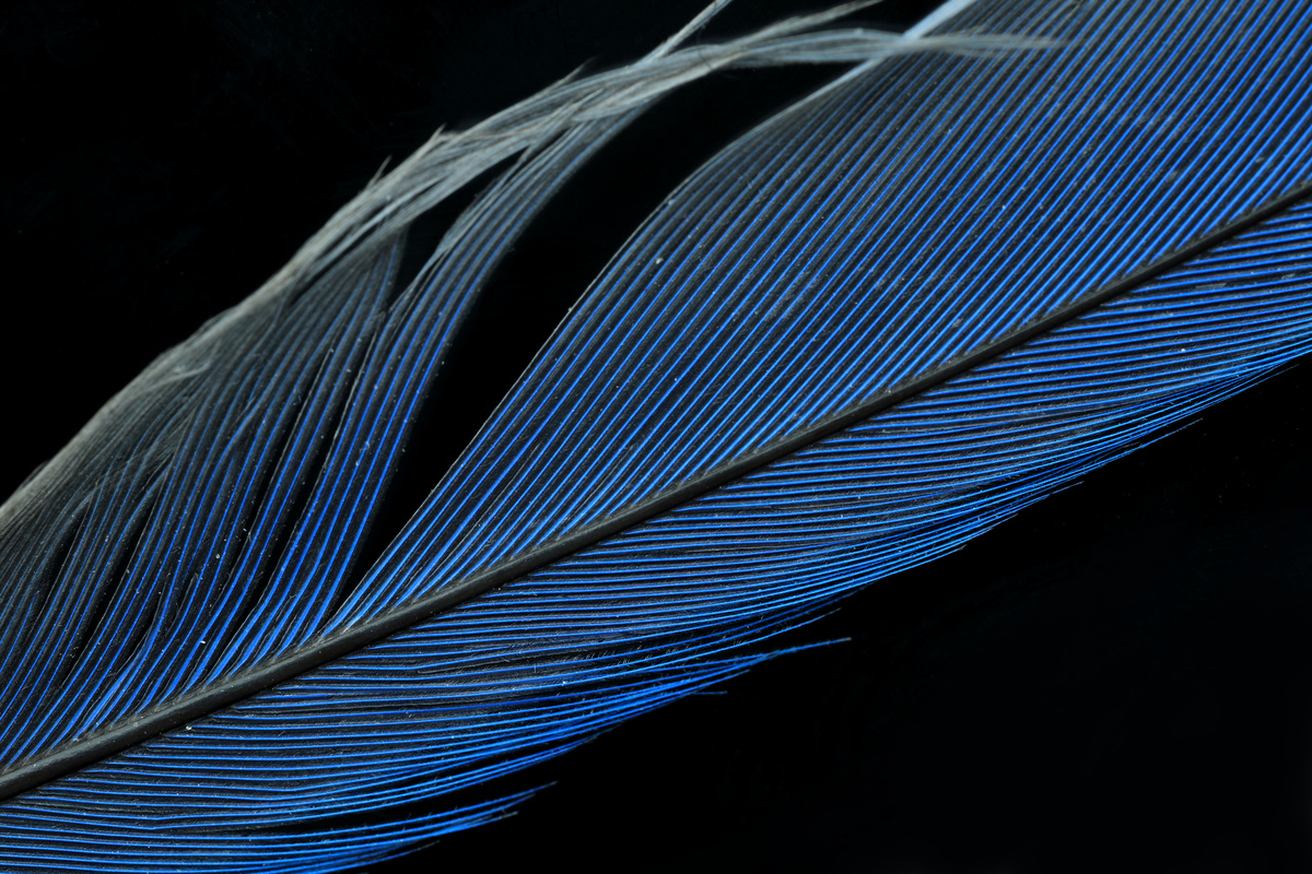 Eastern bluebird feather