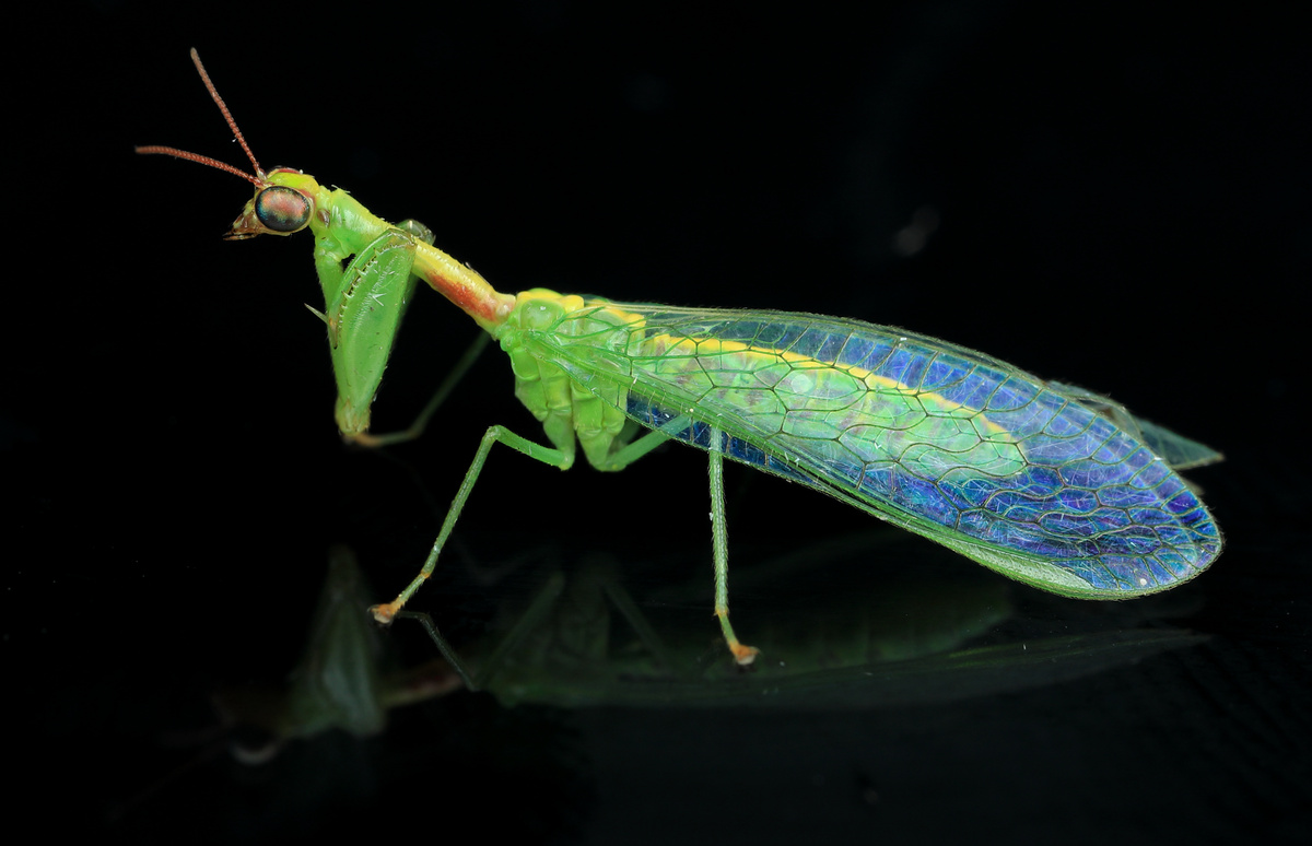 Green mantisfly zeugomantispa minuta
