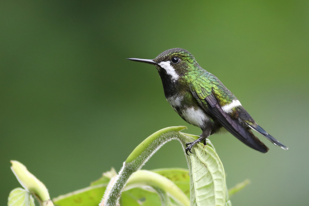 Green thorntail