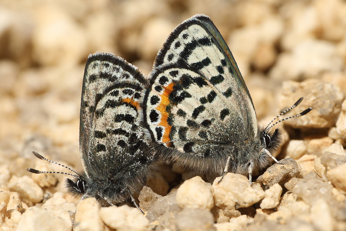 Mating square spotted blues