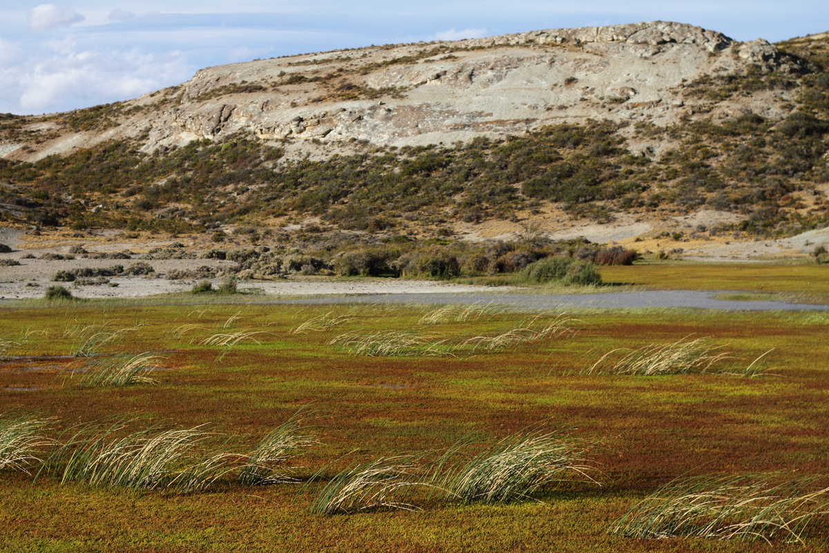 Patagonian marsh