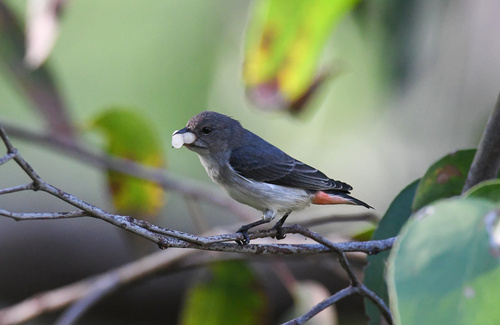 Female mistletoebird