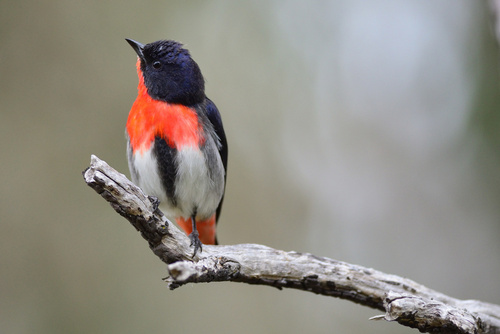 Adult male mistletoebird